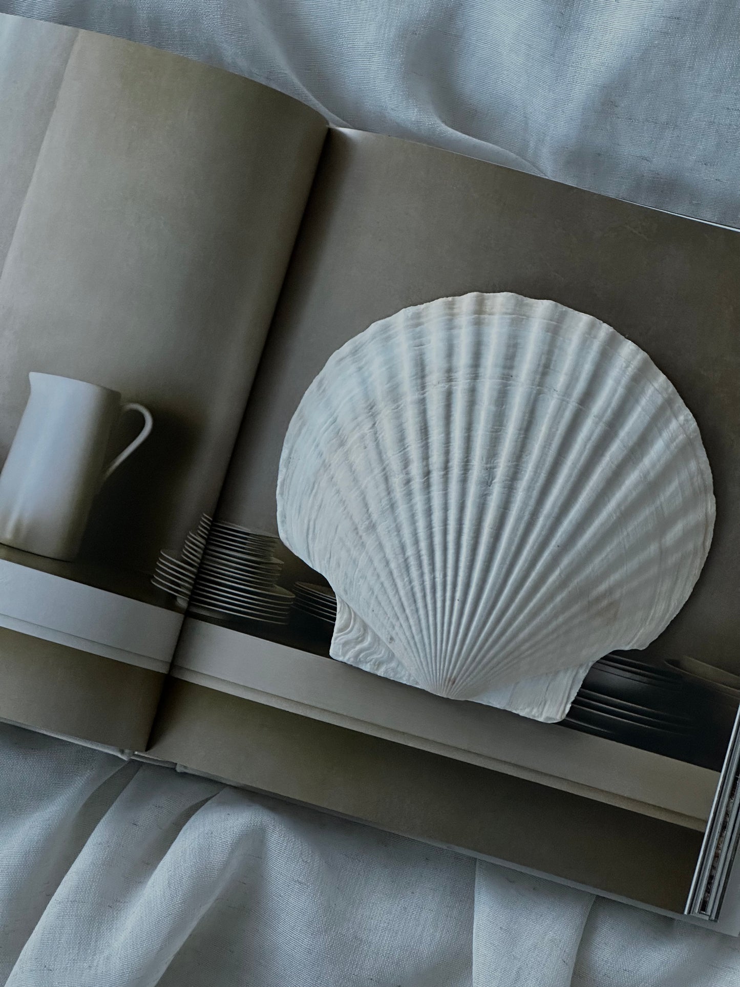 Natural Shell Serving Plates (Set of 4)