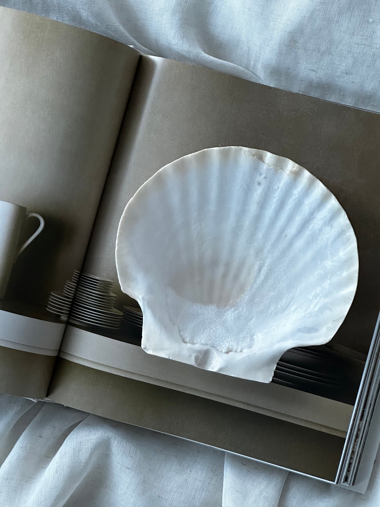 Natural Shell Serving Plates (Set of 4)