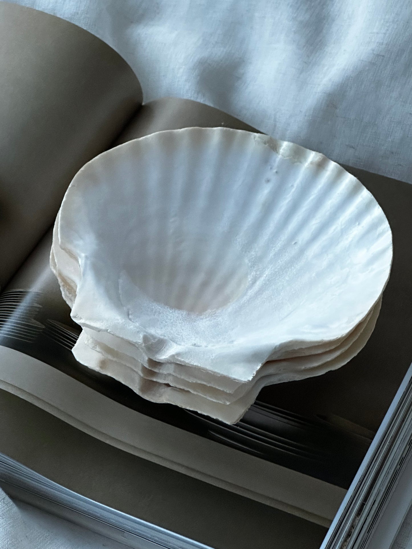 Natural Shell Serving Plates (Set of 4)