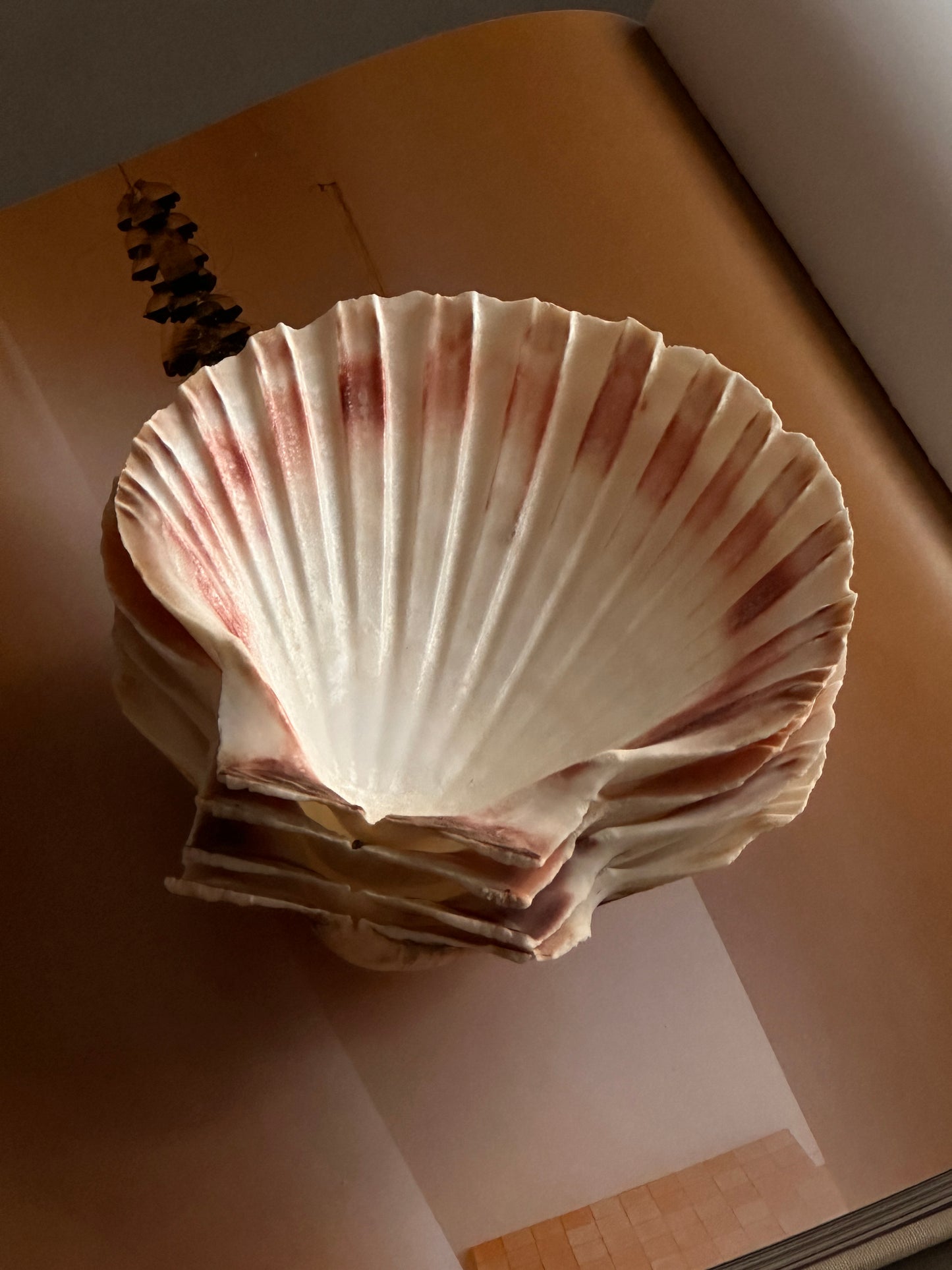 Natural Shell Serving Plates - Set of 4